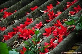 【來漆強(qiáng)看什么】順德美色，淡妝濃抹總相宜