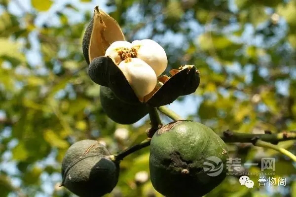 漆強化學堂--桐油制作.jpg 漆強化學堂--桐油制作.jpg