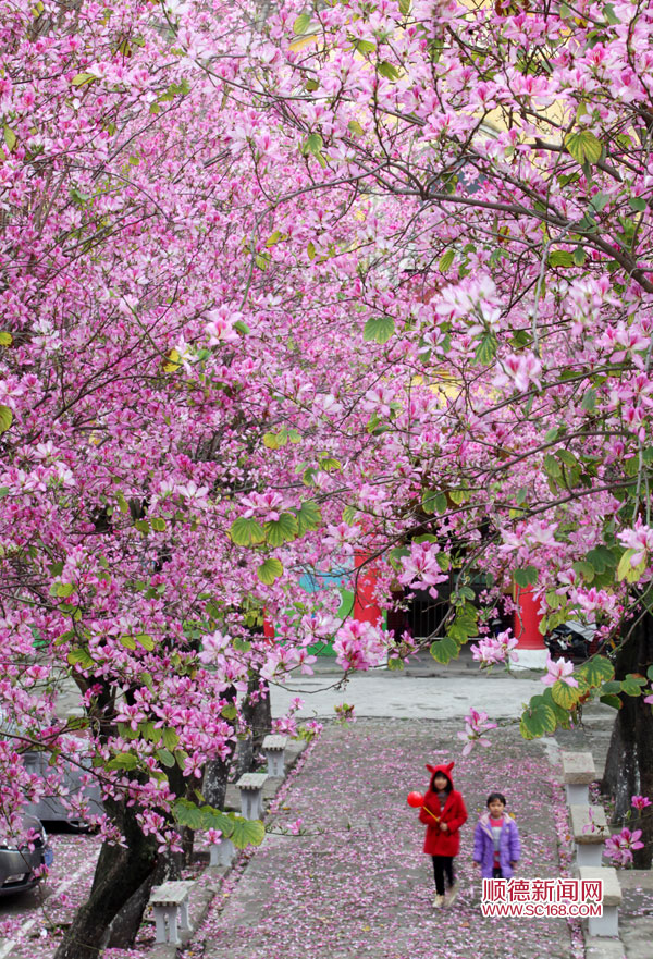 【來漆強看什么】順德美色，淡妝濃抹總相宜