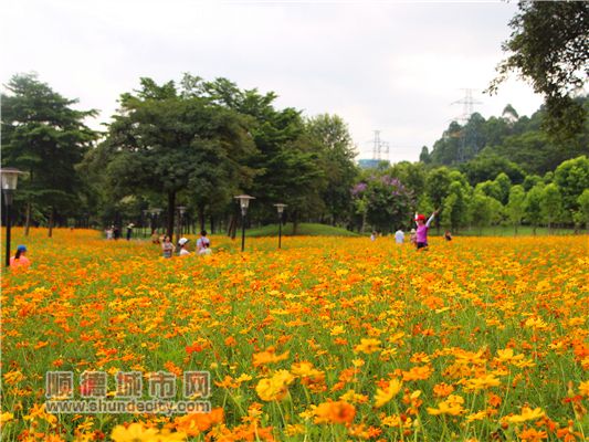 【來漆強看什么】順德美色，淡妝濃抹總相宜